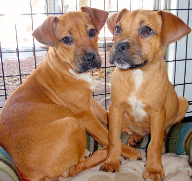 Donations Humane Society of Pasco County, Inc.