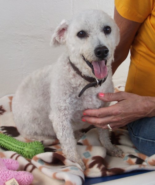 Humane Society of Pasco County